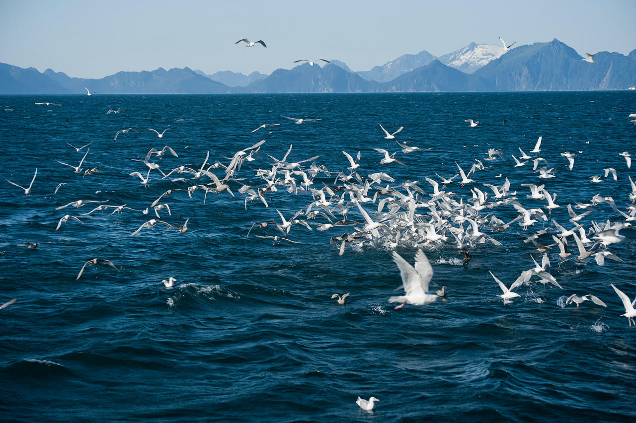 Feeding Frenzy