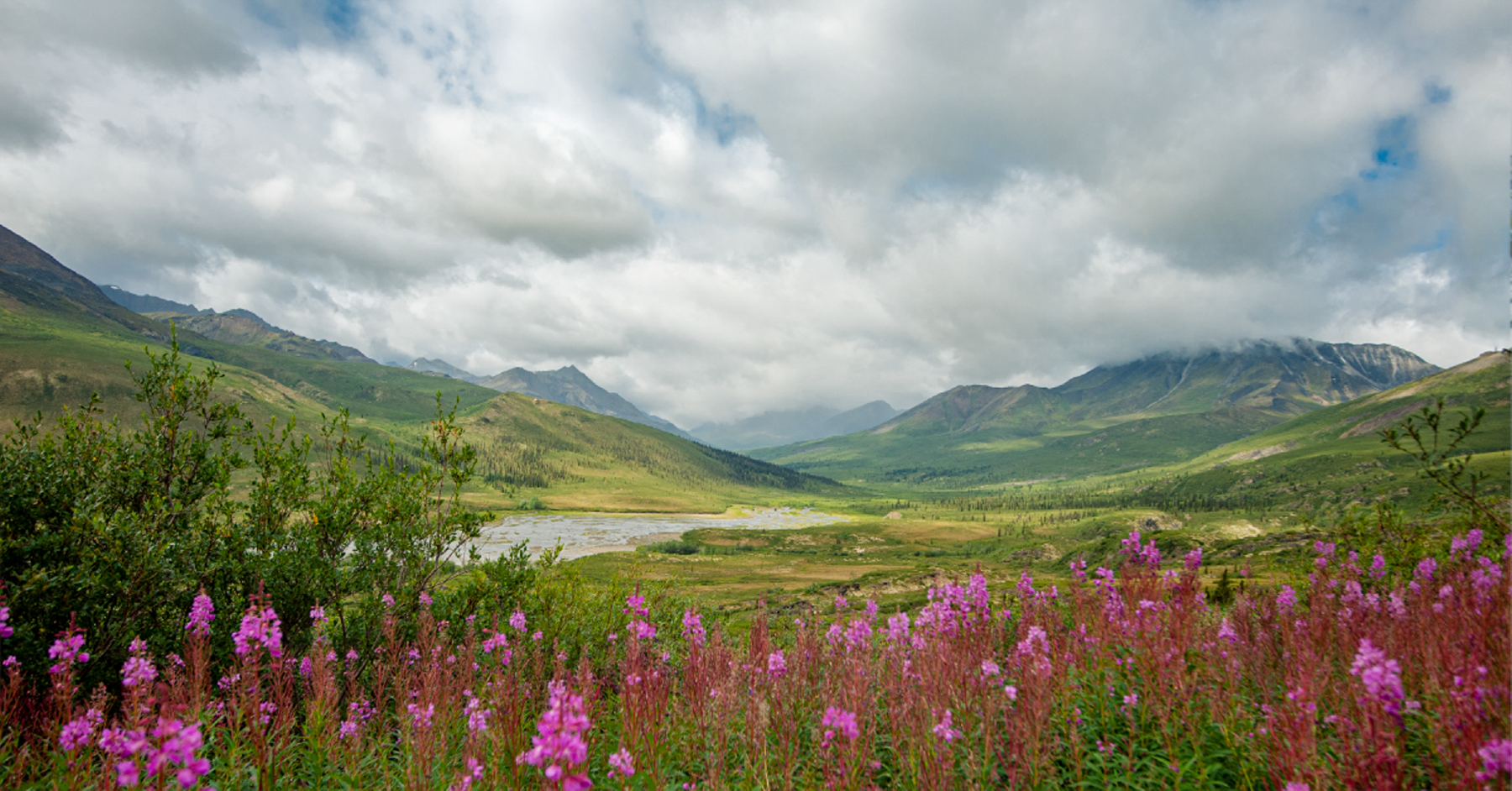 Fireweed in the Far North Yukon