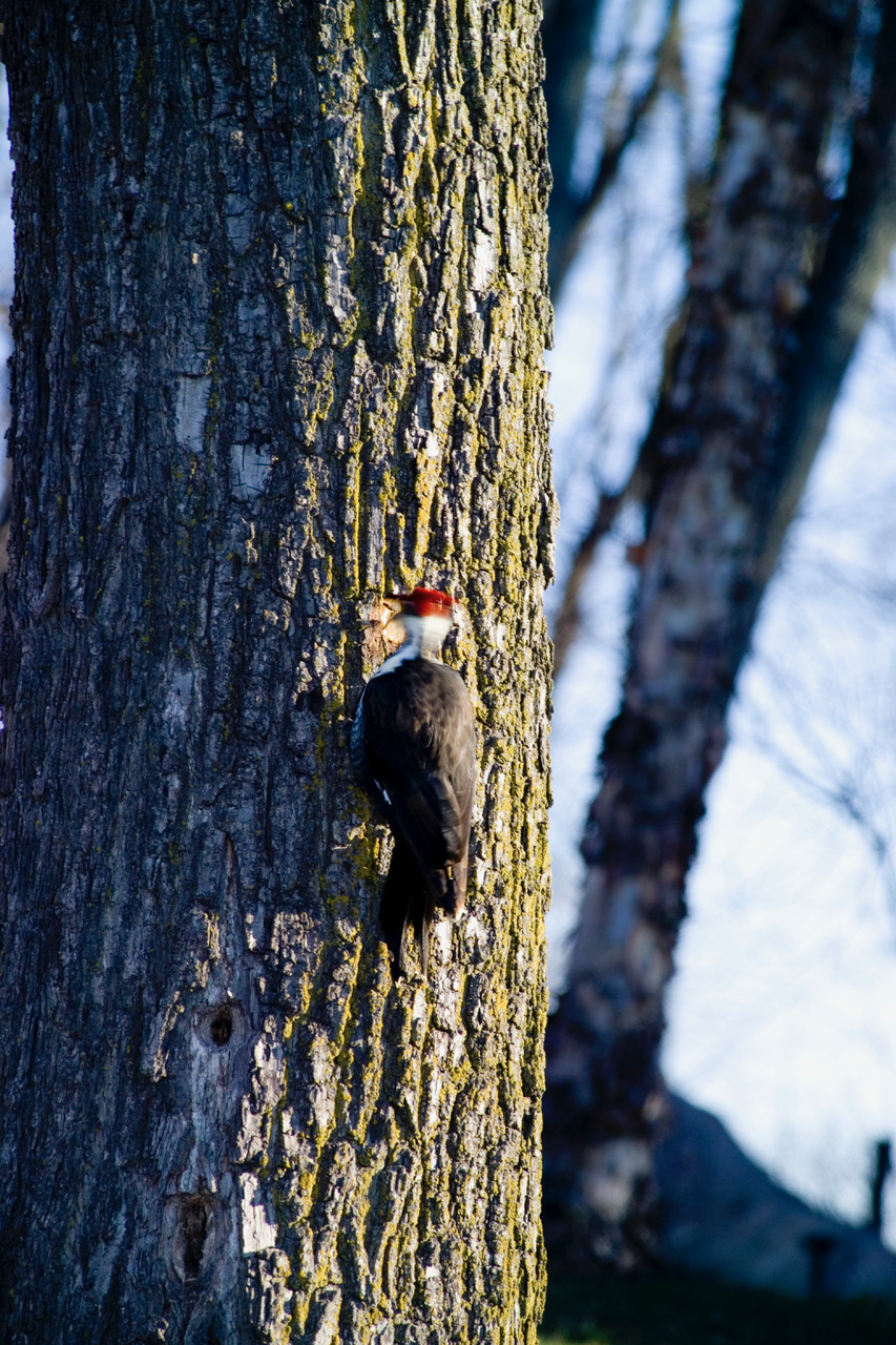 Pileaated woodpecker drumming on a tree (explains the blurring of the bird)