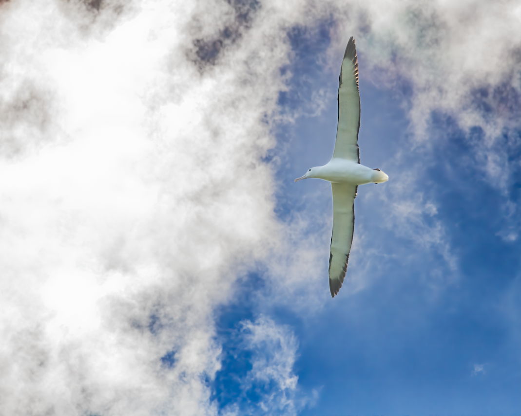 Great Northern Albatross (New Zealand)