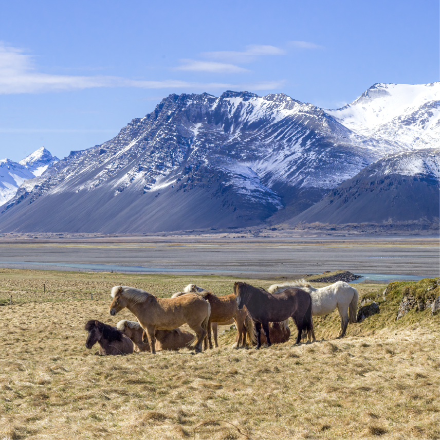 Icelandic Horses