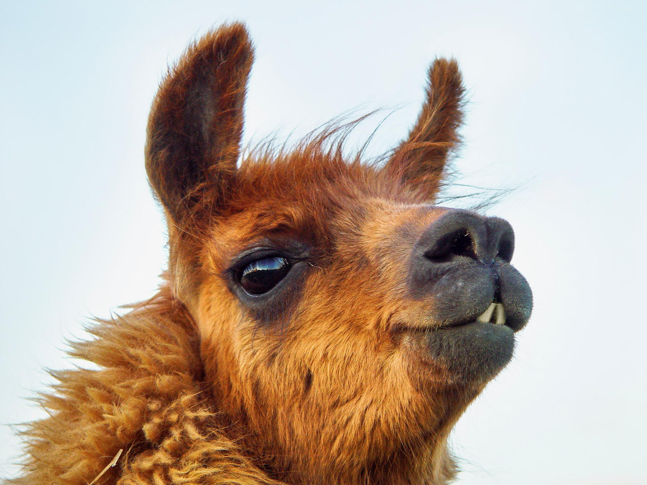 Llama on a windy day