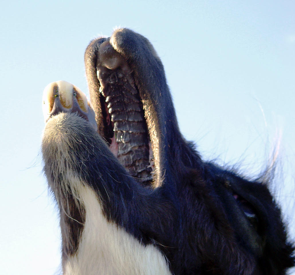 Llama