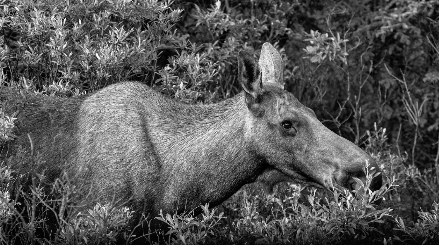 Munching Moose BW pano