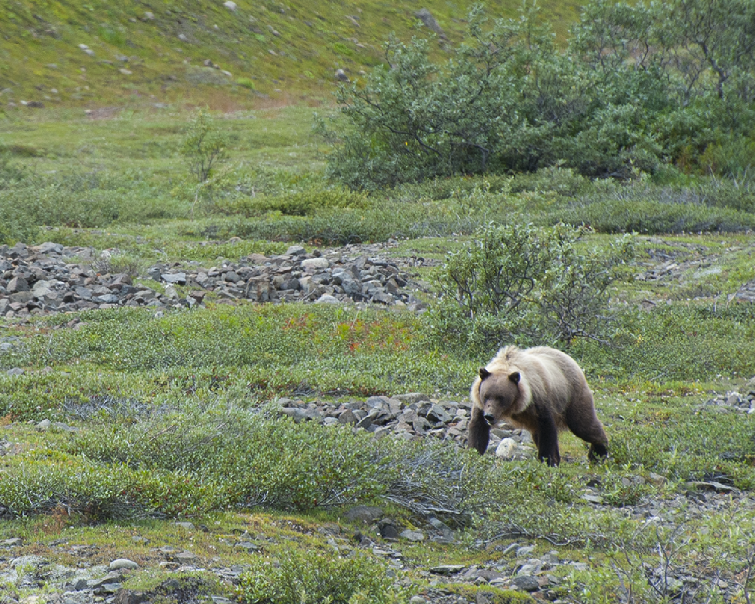 Denali Grizzly Bear