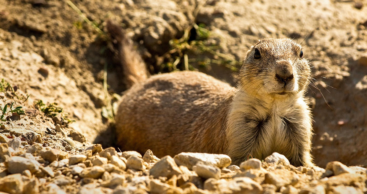 Prairie Dog, Roosevelt NP