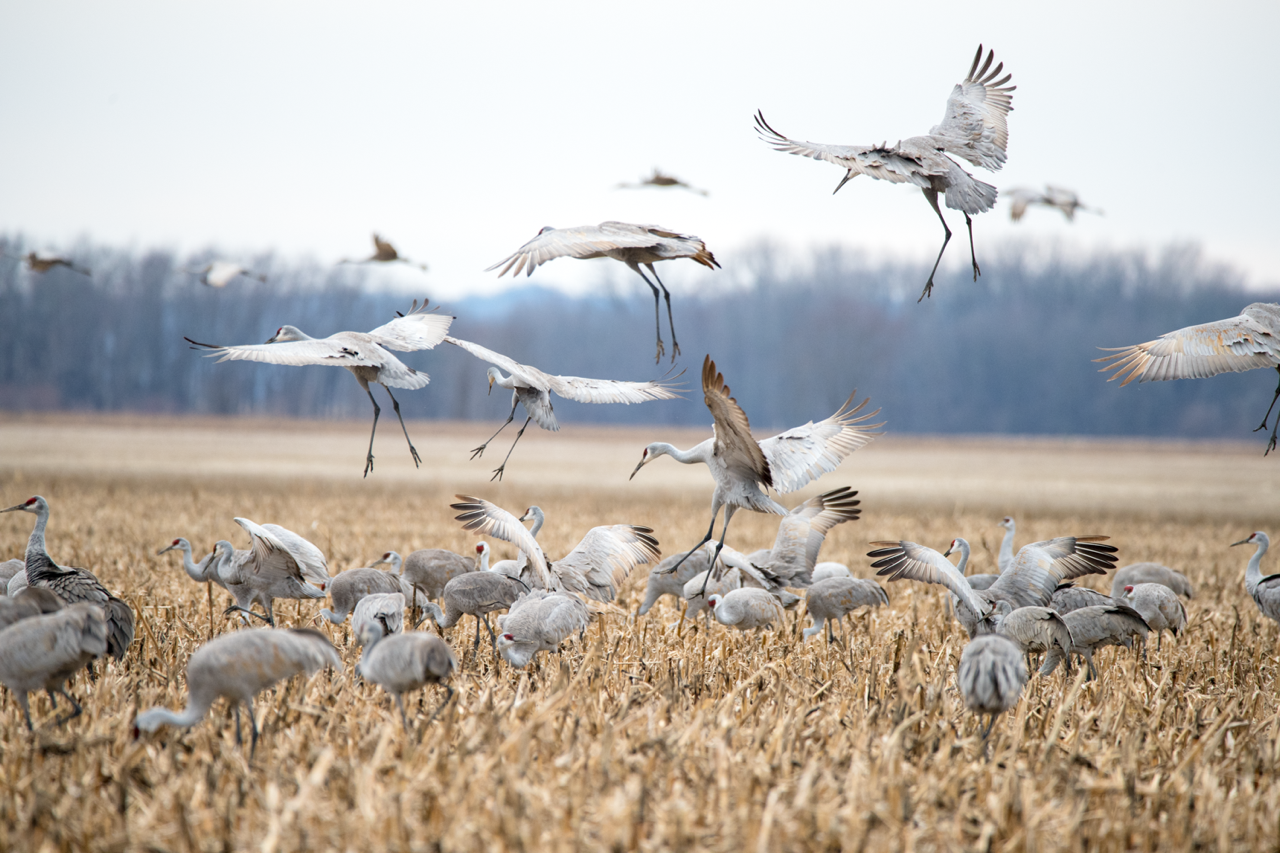 Sandhill Cranes landing