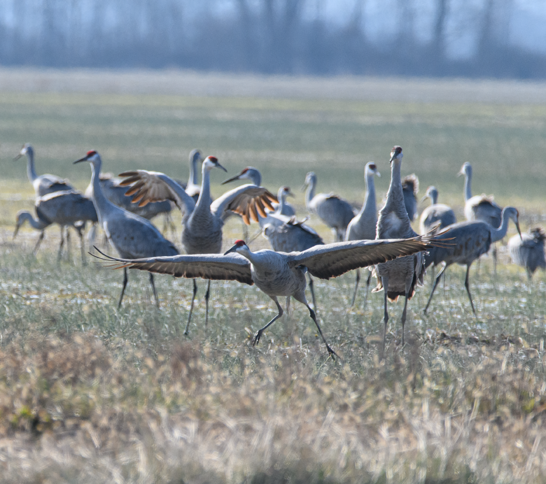 Sandhill cranes