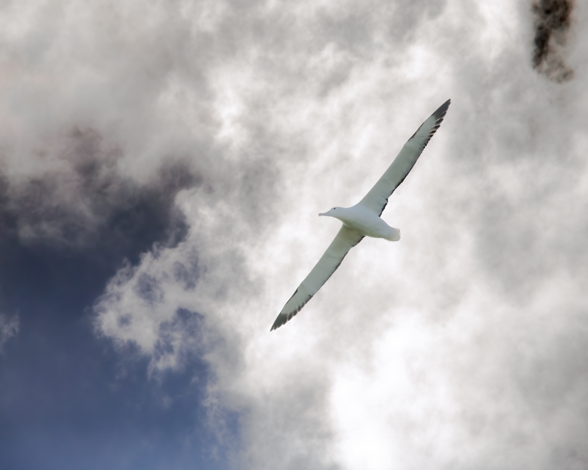 Southern Royal Albatross (New Zealand)