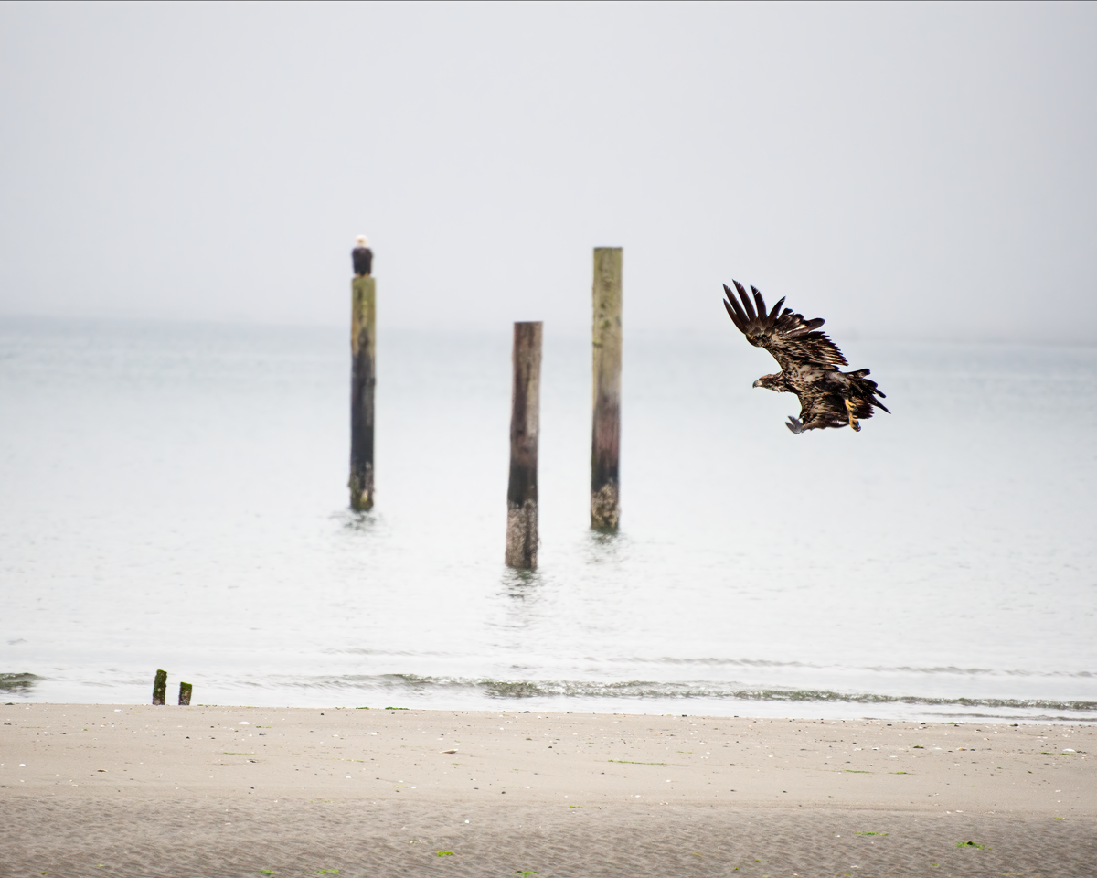Bald Eagle learning to fly as mom watches in background Makai Reservation, Washington State