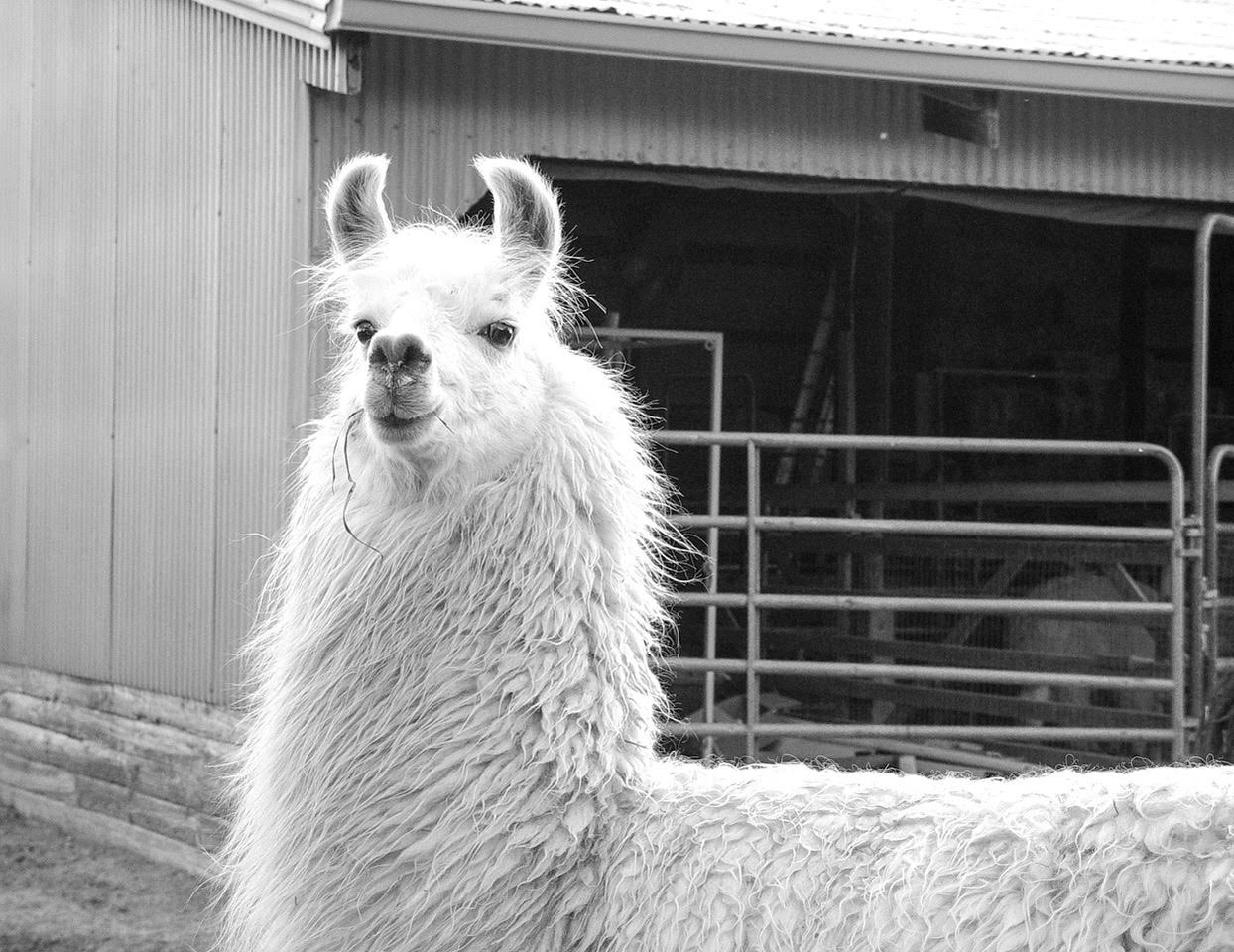 White llama