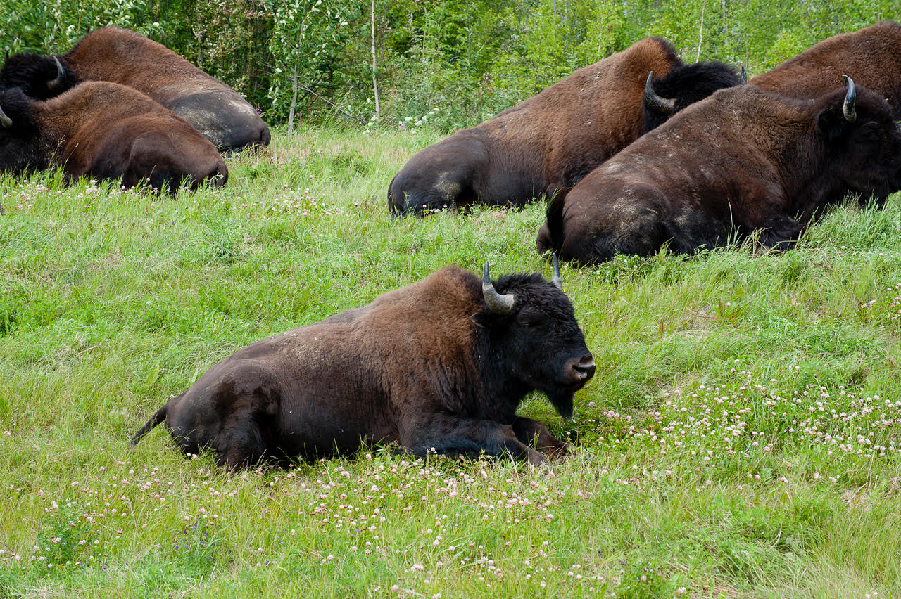 Woods bison snoozing by the Alcan Highway, British Colombia