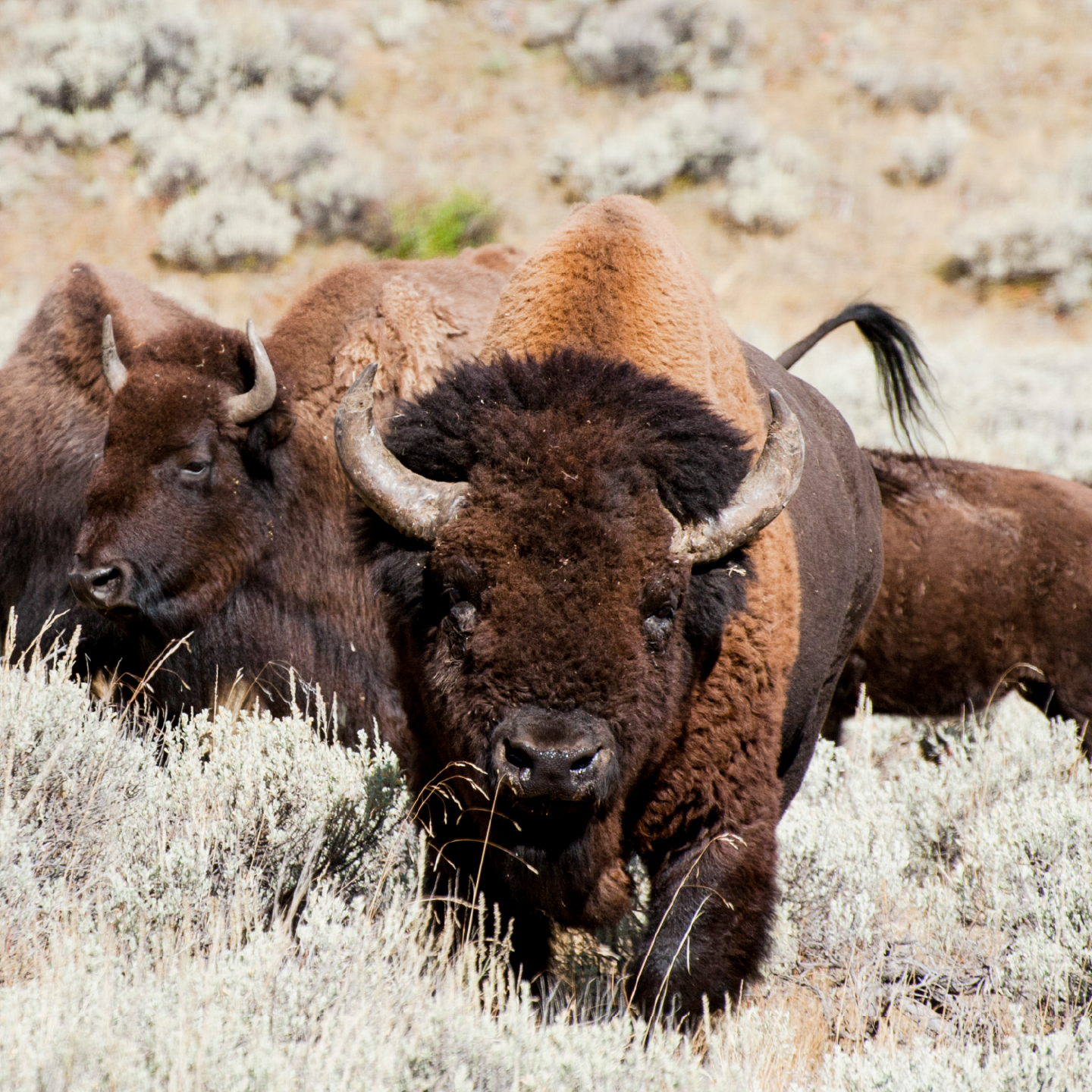 Yellowstone Bison Migrating