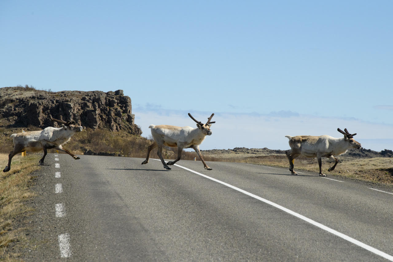 Reindeer Running